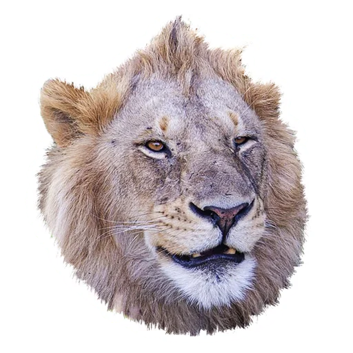 Sticker from the "Lion life" sticker pack