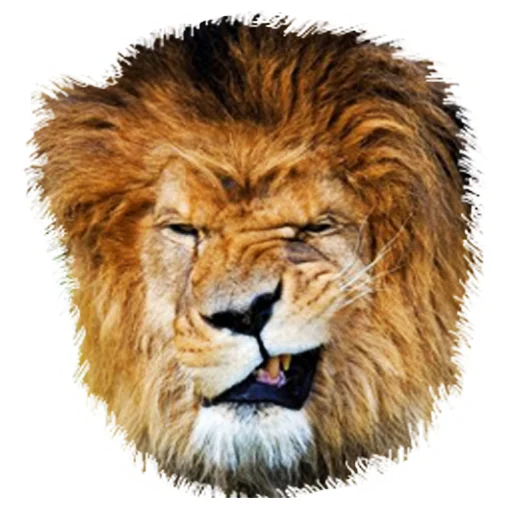 Sticker from the "Lion life" sticker pack