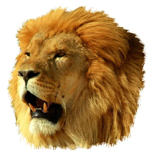 Sticker from the "Lion life" sticker pack