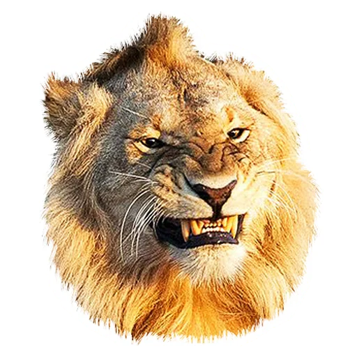 Sticker from the "Lion life" sticker pack