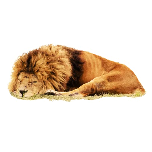 Sticker from the "Lion life" sticker pack