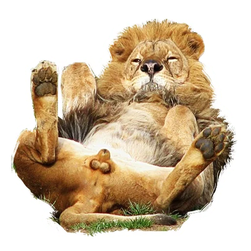 Sticker from the "Lion life" sticker pack