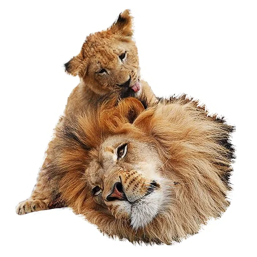 Sticker from the "Lion life" sticker pack