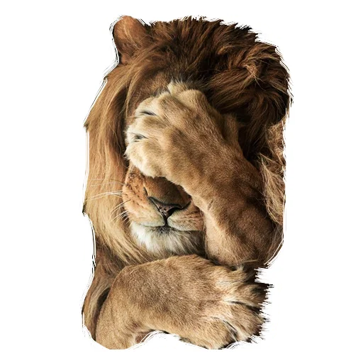 Sticker from the "Lion life" sticker pack