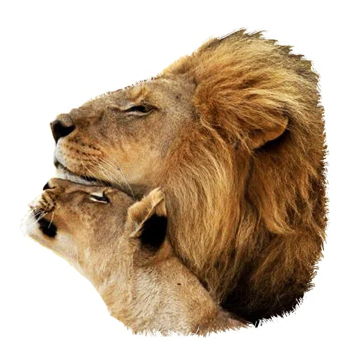 Sticker from the "Lion life" sticker pack