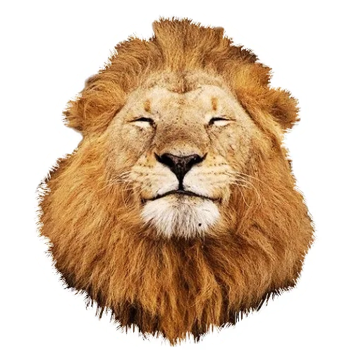 Sticker from the "Lion life" sticker pack