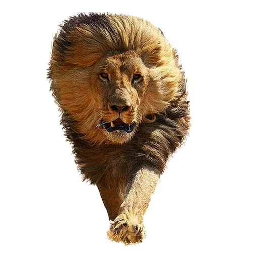 Sticker from the "Lion life" sticker pack