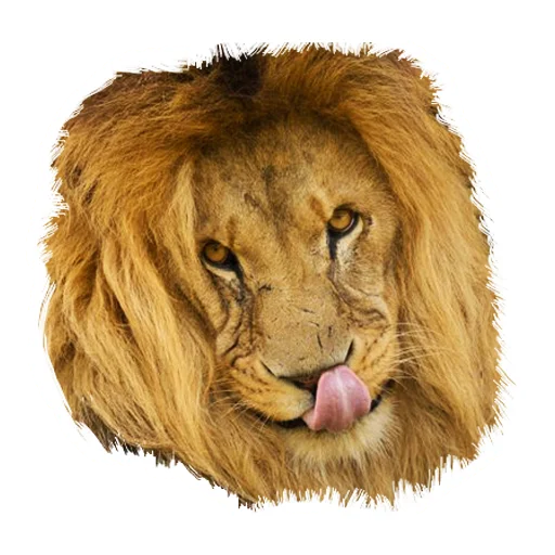 Sticker from the "Lion life" sticker pack