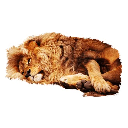 Sticker from the "Lion life" sticker pack