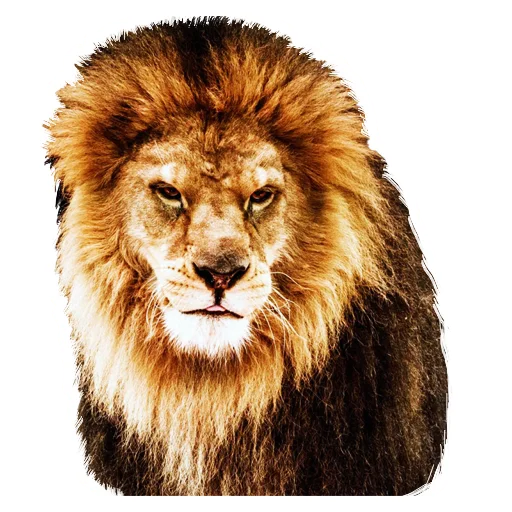 Sticker from the "Lion life" sticker pack