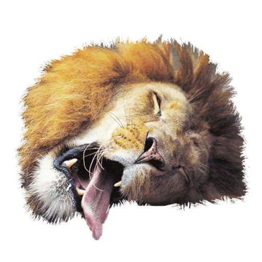 Sticker from the "Lion life" sticker pack