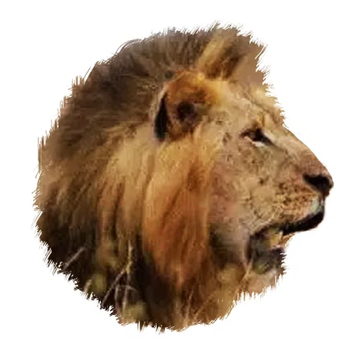 Sticker from the "Lion life" sticker pack