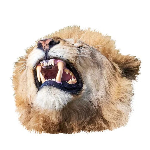 Sticker from the "Lion life" sticker pack