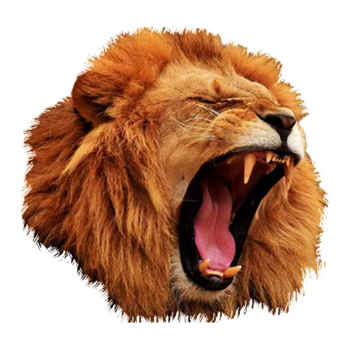 Sticker from the "Lion life" sticker pack