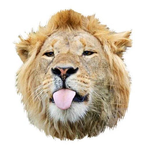 Sticker from the "Lion life" sticker pack