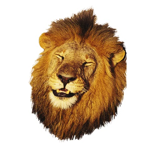 Sticker from the "Lion life" sticker pack