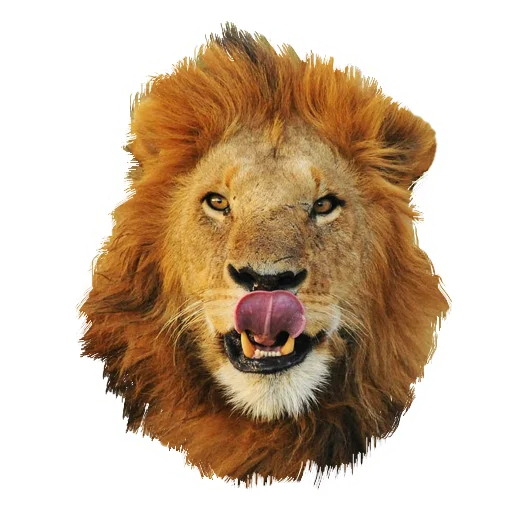 Sticker from the "Lion life" sticker pack