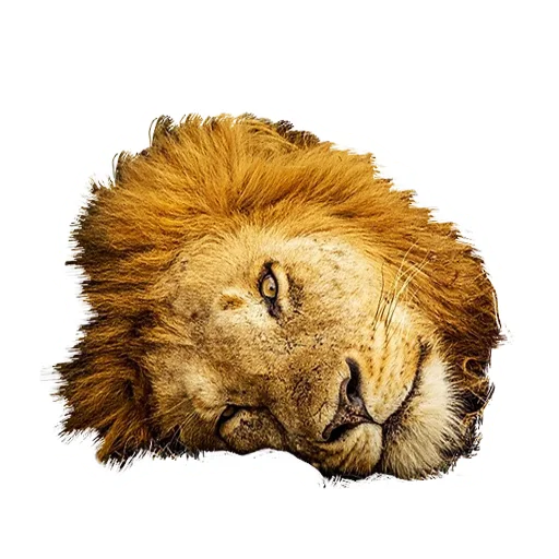 Sticker from the "Lion life" sticker pack