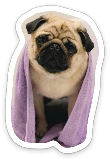 Sticker from the "sad_pug_leonid" sticker pack