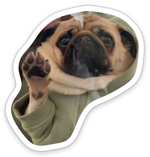 Sticker from the "sad_pug_leonid" sticker pack