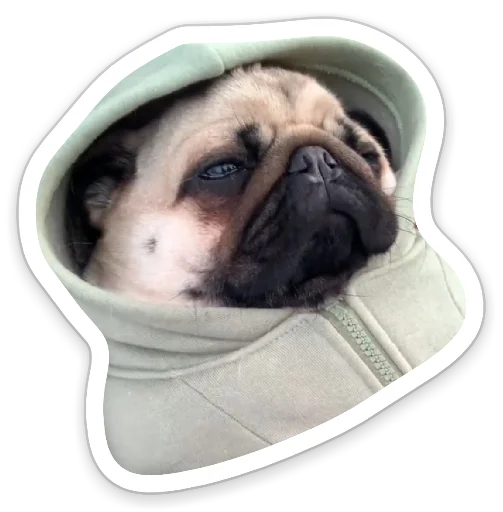 Sticker from the "sad_pug_leonid" sticker pack