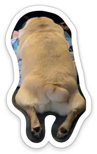 Sticker from the "sad_pug_leonid" sticker pack