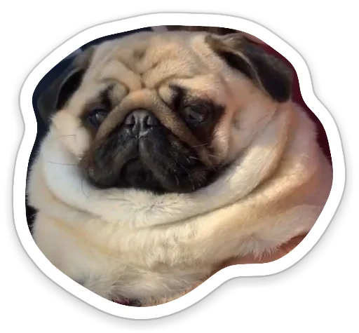 Sticker from the "sad_pug_leonid" sticker pack