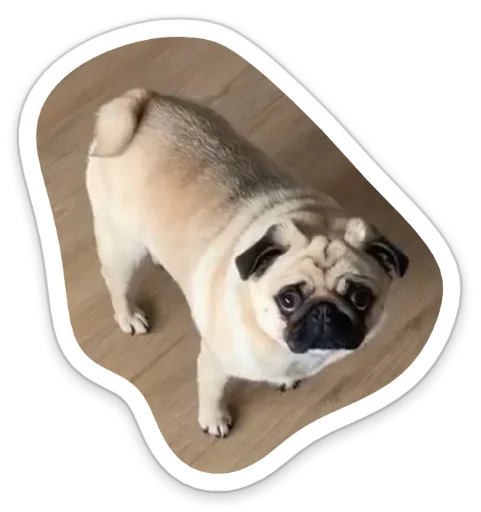 Sticker from the "sad_pug_leonid" sticker pack