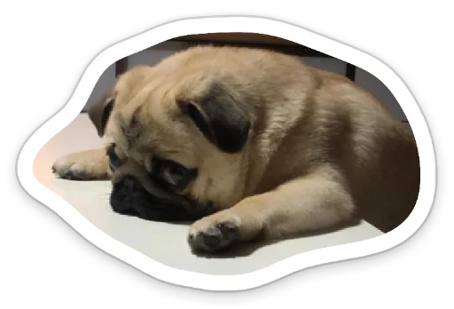 Sticker from the "sad_pug_leonid" sticker pack