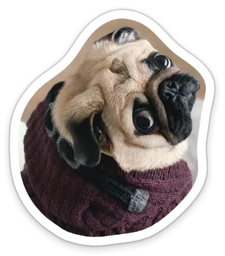 Sticker from the "sad_pug_leonid" sticker pack