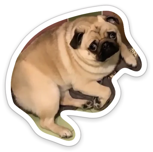 Sticker from the "sad_pug_leonid" sticker pack