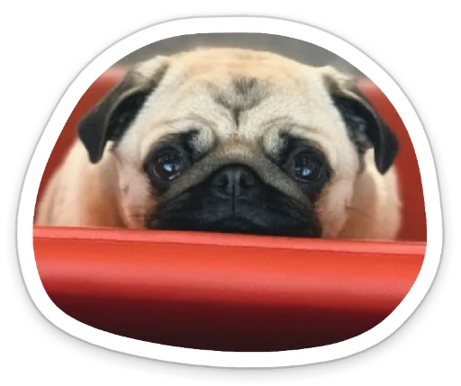 Sticker from the "sad_pug_leonid" sticker pack