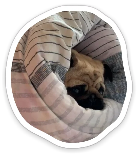 Sticker from the "sad_pug_leonid" sticker pack