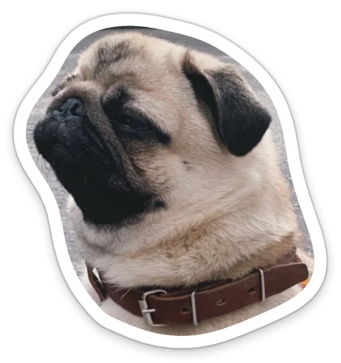 Sticker from the "sad_pug_leonid" sticker pack