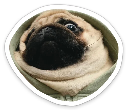 Sticker from the "sad_pug_leonid" sticker pack