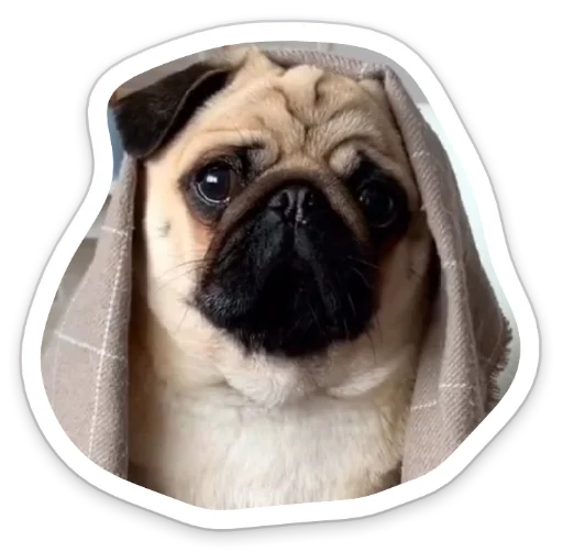 Sticker from the "sad_pug_leonid" sticker pack