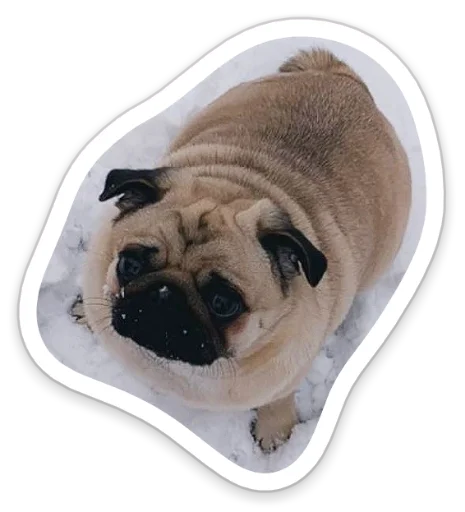 Sticker from the "sad_pug_leonid" sticker pack