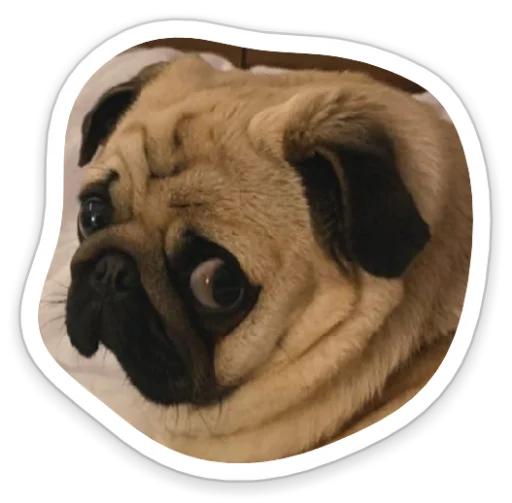 Sticker from the "sad_pug_leonid" sticker pack