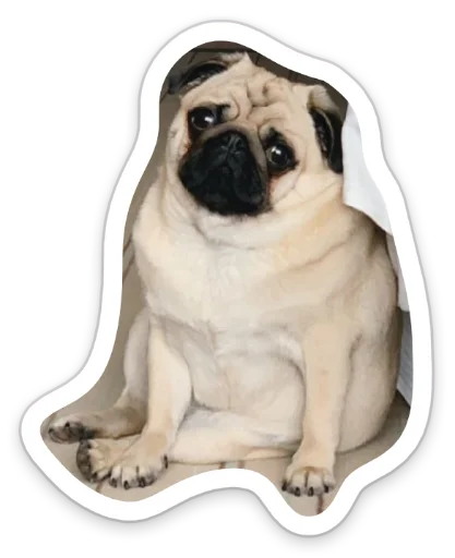 Sticker from the "sad_pug_leonid" sticker pack