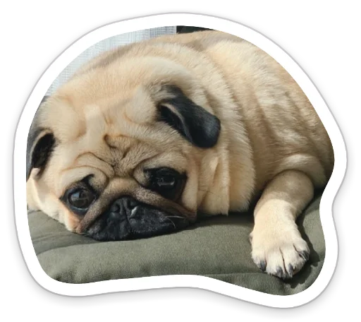 Sticker from the "sad_pug_leonid" sticker pack