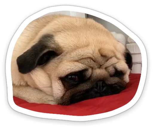 Sticker from the "sad_pug_leonid" sticker pack