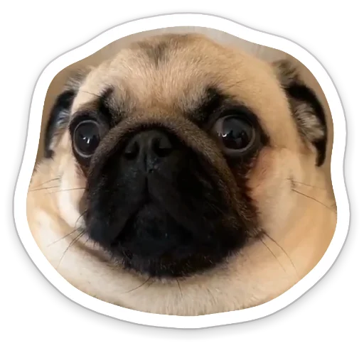 Sticker from the "sad_pug_leonid" sticker pack