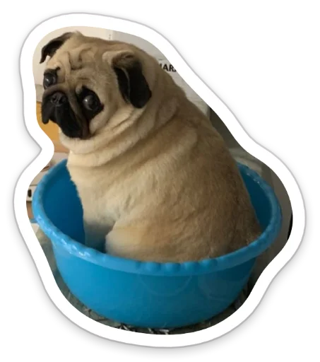 Sticker from the "sad_pug_leonid" sticker pack