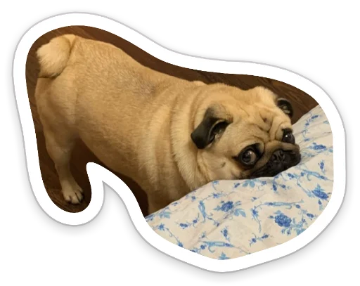 Sticker from the "sad_pug_leonid" sticker pack