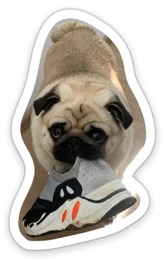 Sticker from the "sad_pug_leonid" sticker pack