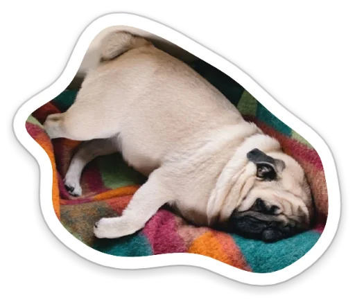 Sticker from the "sad_pug_leonid" sticker pack