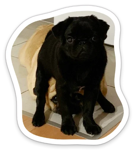 Sticker from the "sad_pug_leonid" sticker pack