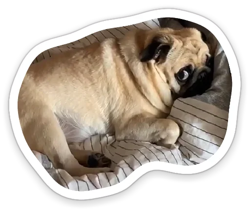 Sticker from the "sad_pug_leonid" sticker pack