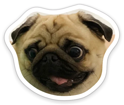 Sticker from the "sad_pug_leonid" sticker pack