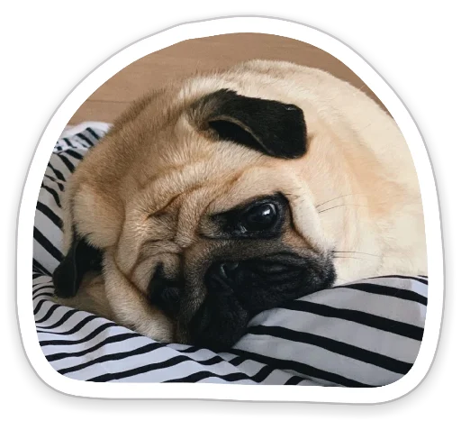 Sticker from the "sad_pug_leonid" sticker pack